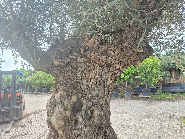 Olijfboom bonsai - olea europaea - 200 jaar oud - hoogte ca. 250 cm - afbeelding 5 van  7