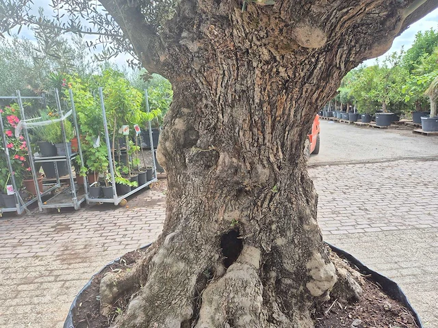 Olijfboom bonsai - olea europaea - 200 jaar oud - hoogte ca. 250 cm - afbeelding 6 van  7