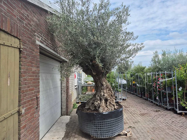 Olijfboom bonsai - olea europaea - 200 jaar oud - hoogte ca. 250 cm - afbeelding 7 van  7