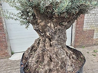 Olijfboom bonsai - olea europaea - 200 jaar oud - hoogte ca. 250 cm - afbeelding 2 van  8
