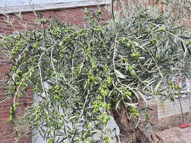 Olijfboom bonsai - olea europaea - 200 jaar oud - hoogte ca. 300 cm - afbeelding 2 van  10