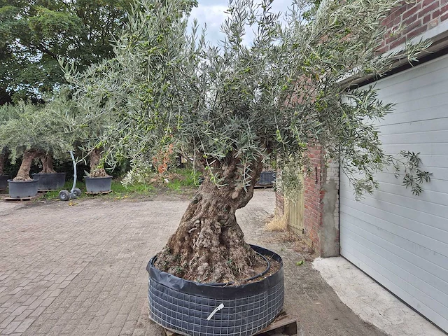 Olijfboom bonsai - olea europaea - 200 jaar oud - hoogte ca. 300 cm - afbeelding 10 van  10