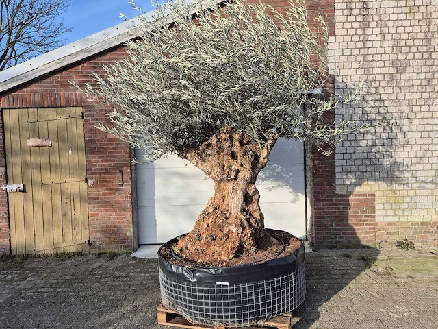 Olijfboom bonsai - olea europaea - 200 jaar oud - hoogte ca. 300 cm - afbeelding 1 van  7