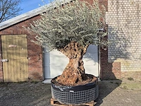 Olijfboom bonsai - olea europaea - 200 jaar oud - hoogte ca. 300 cm