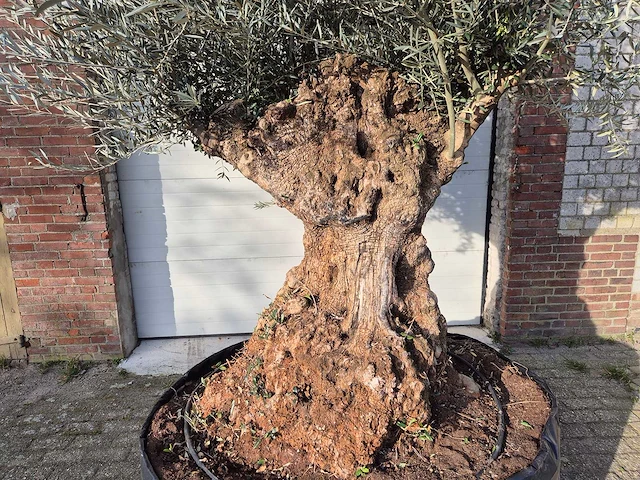 Olijfboom bonsai - olea europaea - 200 jaar oud - hoogte ca. 300 cm - afbeelding 2 van  7