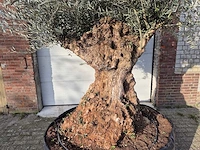 Olijfboom bonsai - olea europaea - 200 jaar oud - hoogte ca. 300 cm - afbeelding 2 van  7