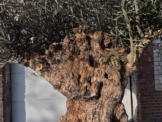 Olijfboom bonsai - olea europaea - 200 jaar oud - hoogte ca. 300 cm - afbeelding 3 van  7