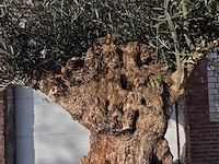 Olijfboom bonsai - olea europaea - 200 jaar oud - hoogte ca. 300 cm - afbeelding 3 van  7