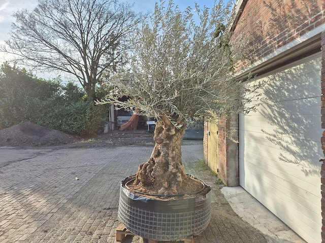 Olijfboom bonsai - olea europaea - 200 jaar oud - hoogte ca. 300 cm - afbeelding 4 van  7