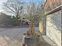 Olijfboom bonsai - olea europaea - 200 jaar oud - hoogte ca. 300 cm - afbeelding 4 van  7
