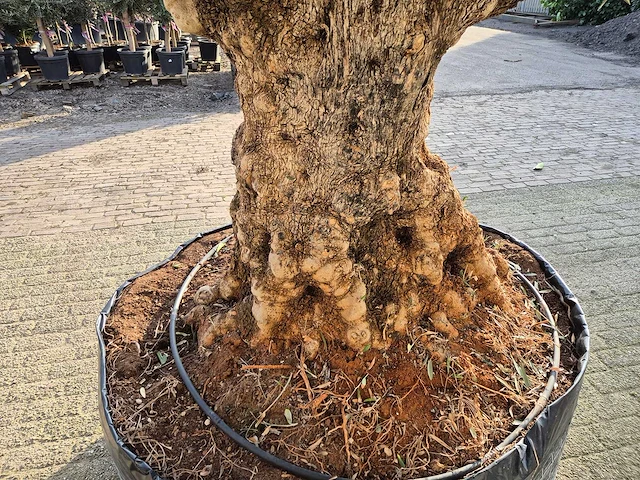 Olijfboom bonsai - olea europaea - 200 jaar oud - hoogte ca. 300 cm - afbeelding 5 van  7