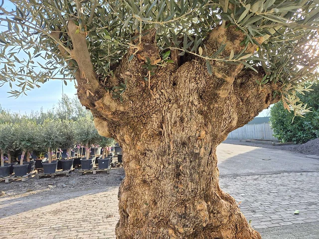 Olijfboom bonsai - olea europaea - 200 jaar oud - hoogte ca. 300 cm - afbeelding 6 van  7