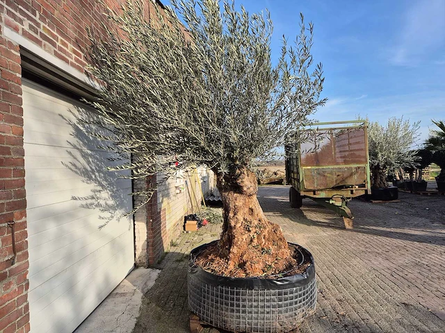 Olijfboom bonsai - olea europaea - 200 jaar oud - hoogte ca. 300 cm - afbeelding 7 van  7