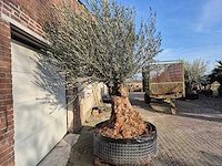 Olijfboom bonsai - olea europaea - 200 jaar oud - hoogte ca. 300 cm - afbeelding 7 van  7