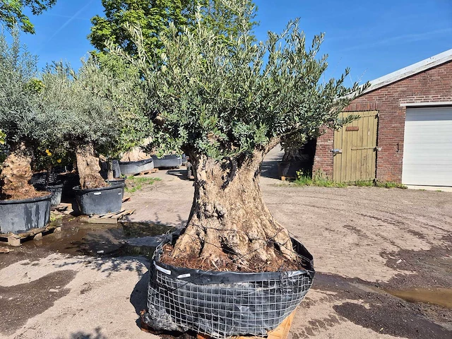 Olijfboom bonsai - olea europaea - 200 jaar oud - hoogte ca. 300 cm - afbeelding 1 van  6