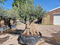 Olijfboom bonsai - olea europaea - 200 jaar oud - hoogte ca. 300 cm - afbeelding 1 van  6