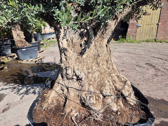 Olijfboom bonsai - olea europaea - 200 jaar oud - hoogte ca. 300 cm - afbeelding 2 van  6