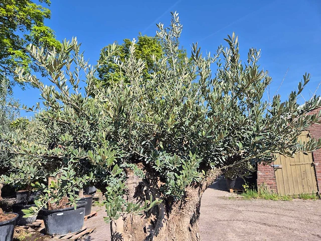 Olijfboom bonsai - olea europaea - 200 jaar oud - hoogte ca. 300 cm - afbeelding 3 van  6