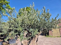 Olijfboom bonsai - olea europaea - 200 jaar oud - hoogte ca. 300 cm - afbeelding 3 van  6