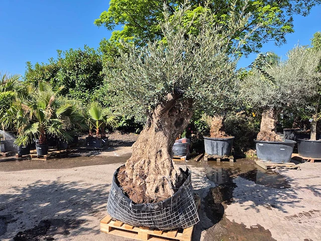 Olijfboom bonsai - olea europaea - 200 jaar oud - hoogte ca. 300 cm - afbeelding 4 van  6