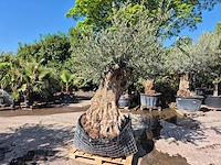 Olijfboom bonsai - olea europaea - 200 jaar oud - hoogte ca. 300 cm - afbeelding 4 van  6