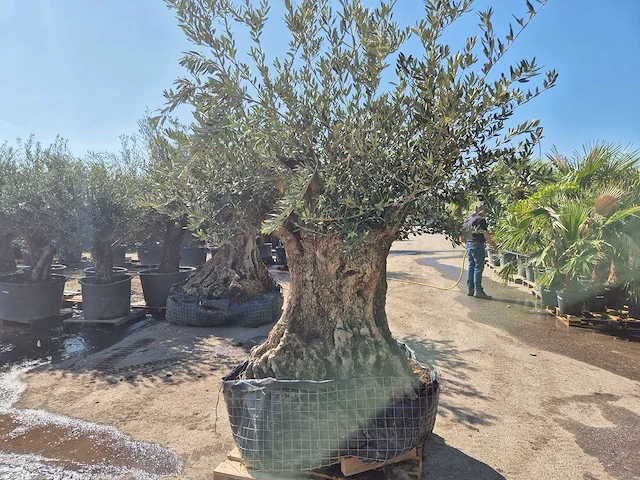 Olijfboom bonsai - olea europaea - 200 jaar oud - hoogte ca. 300 cm - afbeelding 5 van  6