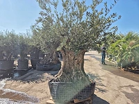 Olijfboom bonsai - olea europaea - 200 jaar oud - hoogte ca. 300 cm - afbeelding 5 van  6