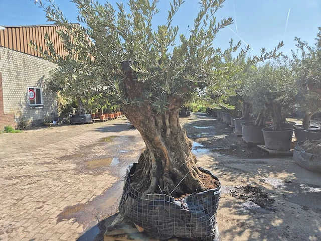 Olijfboom bonsai - olea europaea - 200 jaar oud - hoogte ca. 300 cm - afbeelding 6 van  6