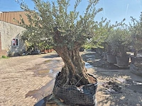 Olijfboom bonsai - olea europaea - 200 jaar oud - hoogte ca. 300 cm - afbeelding 6 van  6