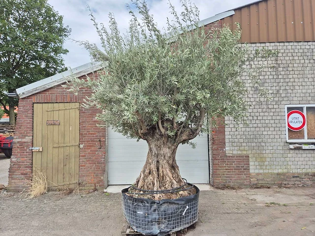 Olijfboom bonsai - olea europaea - 200 jaar oud - hoogte ca. 350 cm - afbeelding 1 van  8