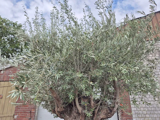 Olijfboom bonsai - olea europaea - 200 jaar oud - hoogte ca. 350 cm - afbeelding 8 van  8