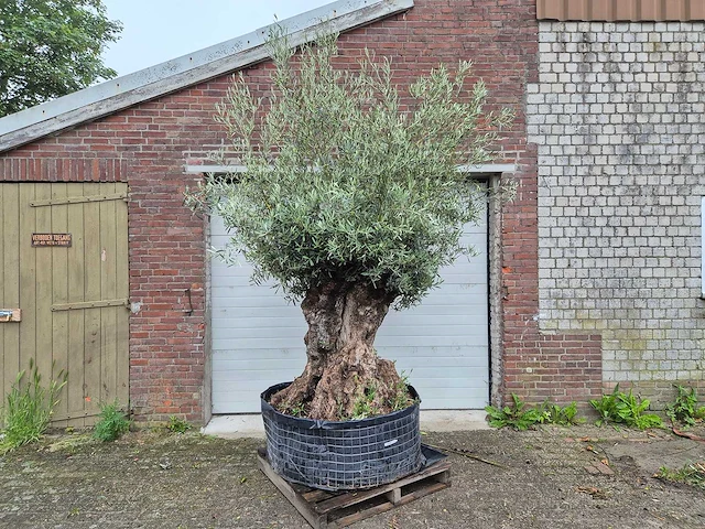 Olijfboom bonsai - olea europaea - 200 jaar oud - hoogte ca. 350 cm - afbeelding 1 van  7