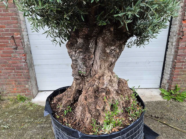 Olijfboom bonsai - olea europaea - 200 jaar oud - hoogte ca. 350 cm - afbeelding 2 van  7