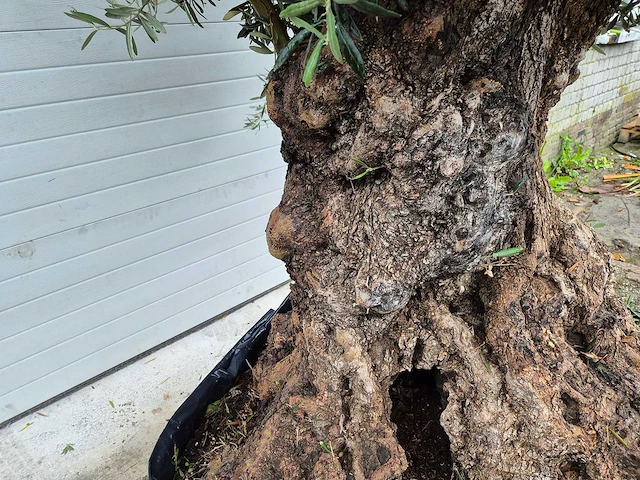 Olijfboom bonsai - olea europaea - 200 jaar oud - hoogte ca. 350 cm - afbeelding 3 van  7