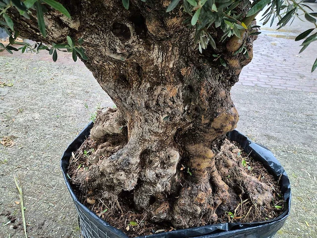 Olijfboom bonsai - olea europaea - 200 jaar oud - hoogte ca. 350 cm - afbeelding 4 van  7