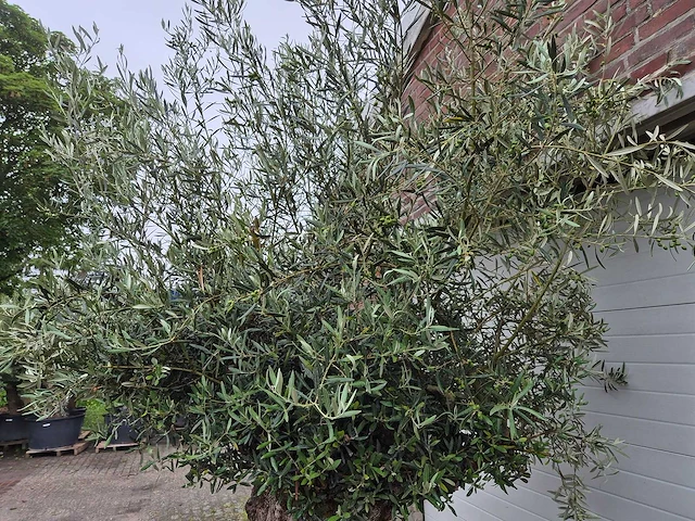 Olijfboom bonsai - olea europaea - 200 jaar oud - hoogte ca. 350 cm - afbeelding 5 van  7