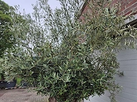 Olijfboom bonsai - olea europaea - 200 jaar oud - hoogte ca. 350 cm - afbeelding 5 van  7