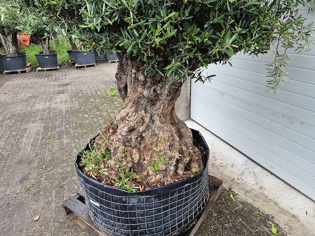 Olijfboom bonsai - olea europaea - 200 jaar oud - hoogte ca. 350 cm - afbeelding 6 van  7