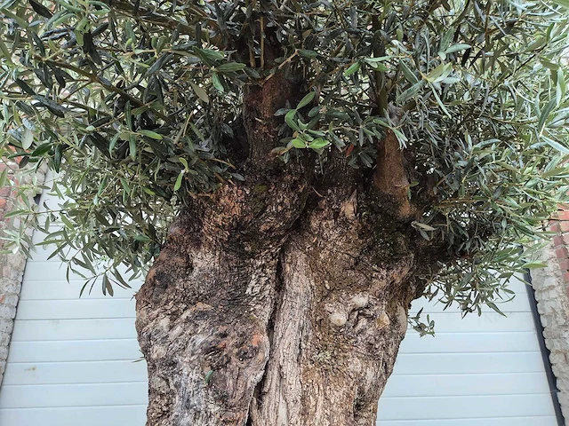 Olijfboom bonsai - olea europaea - 200 jaar oud - hoogte ca. 350 cm - afbeelding 7 van  7