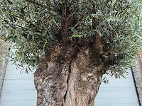 Olijfboom bonsai - olea europaea - 200 jaar oud - hoogte ca. 350 cm - afbeelding 7 van  7