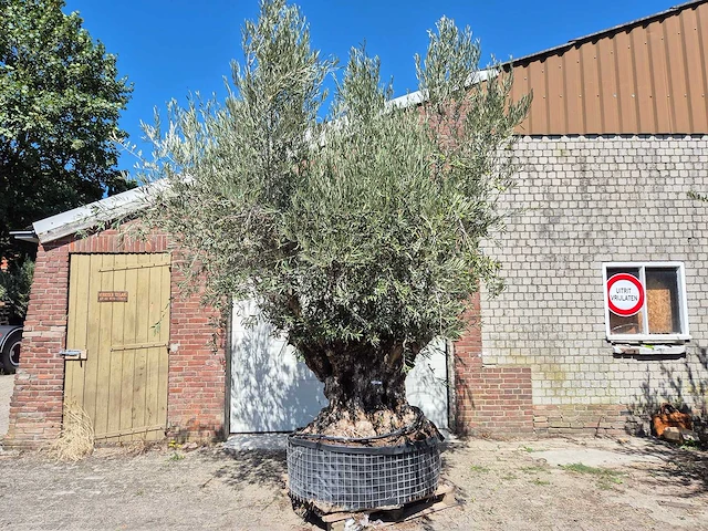Olijfboom bonsai - olea europaea - 200 jaar oud - hoogte ca. 350 cm - afbeelding 1 van  7