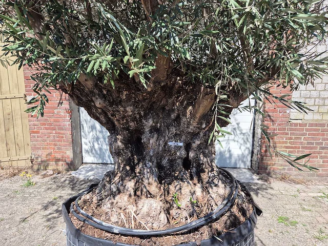 Olijfboom bonsai - olea europaea - 200 jaar oud - hoogte ca. 350 cm - afbeelding 2 van  7