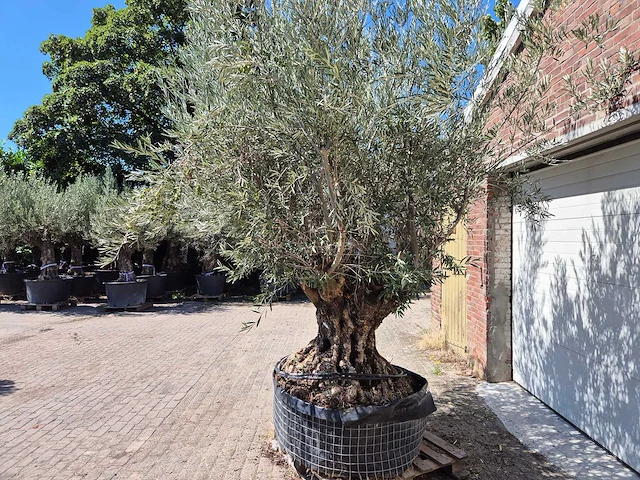Olijfboom bonsai - olea europaea - 200 jaar oud - hoogte ca. 350 cm - afbeelding 3 van  7