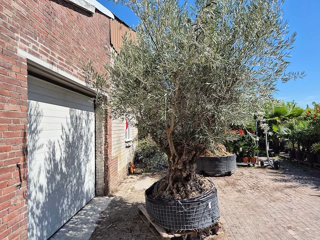 Olijfboom bonsai - olea europaea - 200 jaar oud - hoogte ca. 350 cm - afbeelding 4 van  7