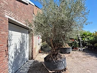 Olijfboom bonsai - olea europaea - 200 jaar oud - hoogte ca. 350 cm - afbeelding 4 van  7