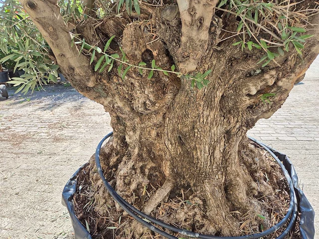 Olijfboom bonsai - olea europaea - 200 jaar oud - hoogte ca. 350 cm - afbeelding 5 van  7