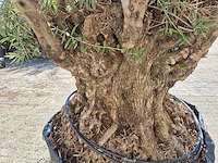Olijfboom bonsai - olea europaea - 200 jaar oud - hoogte ca. 350 cm - afbeelding 5 van  7