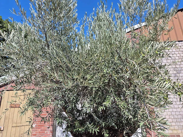 Olijfboom bonsai - olea europaea - 200 jaar oud - hoogte ca. 350 cm - afbeelding 6 van  7