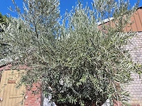 Olijfboom bonsai - olea europaea - 200 jaar oud - hoogte ca. 350 cm - afbeelding 6 van  7