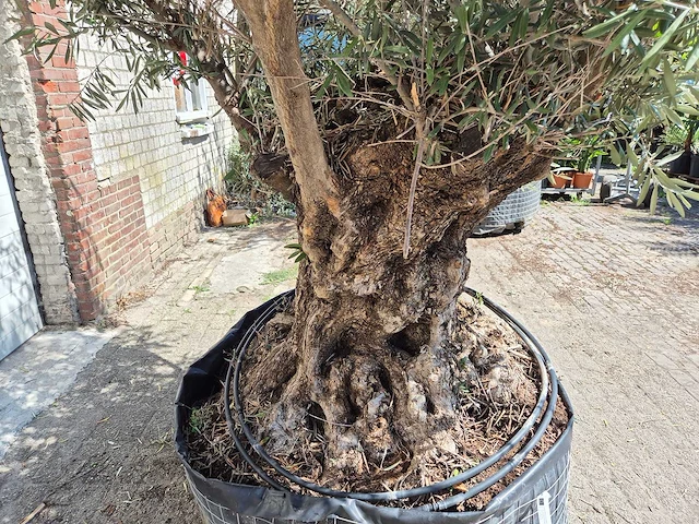 Olijfboom bonsai - olea europaea - 200 jaar oud - hoogte ca. 350 cm - afbeelding 7 van  7